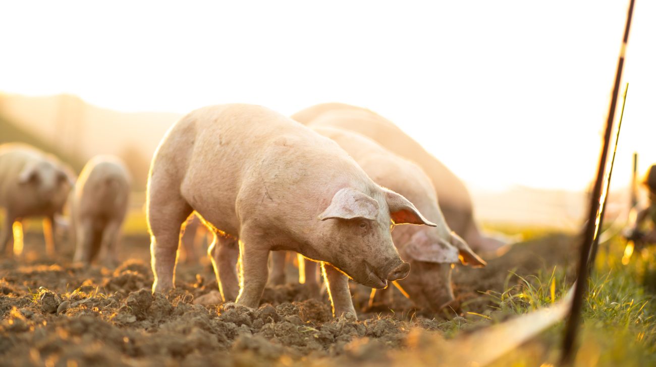 Swine