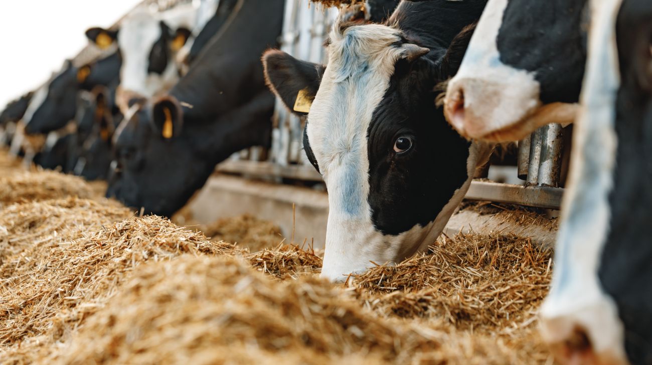 Ruminants